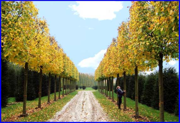 Noblewood Garden Store