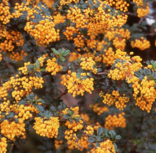Plants & Shrubs - Image 3