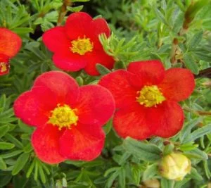 Plants & Shrubs - Image 4