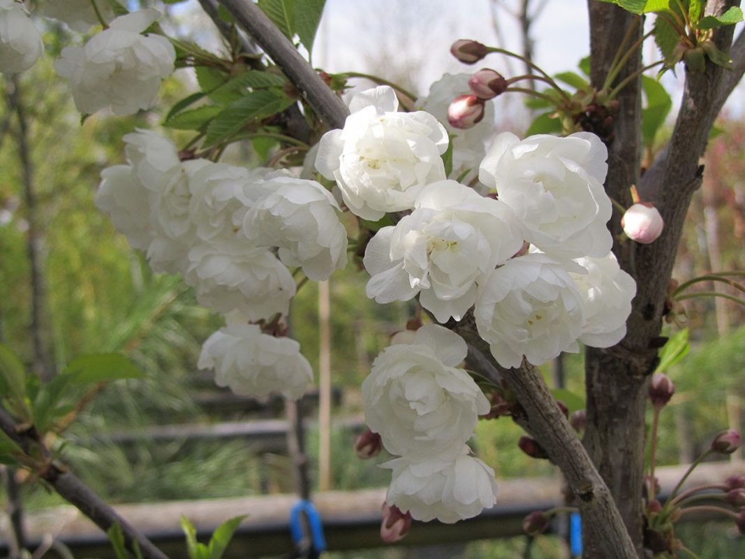 Noblewood Garden Store