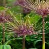 Allium Schubertii