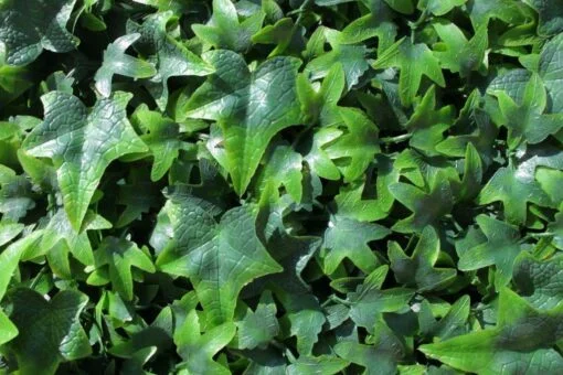 English Ivy Wall Panel