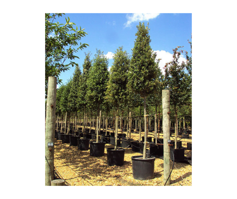 Holm Oak (Quercus ilex) Noblewood Garden Store