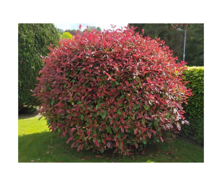 Red Robin (Photinia Fraseri) Noblewood Garden Store