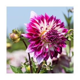 Bulbs,Plants & Shrubs