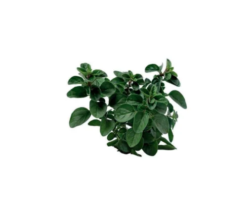 Origano Perennial
