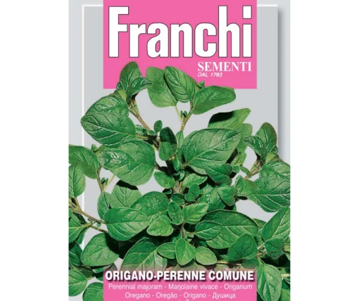 Origano Perennial - Image 2
