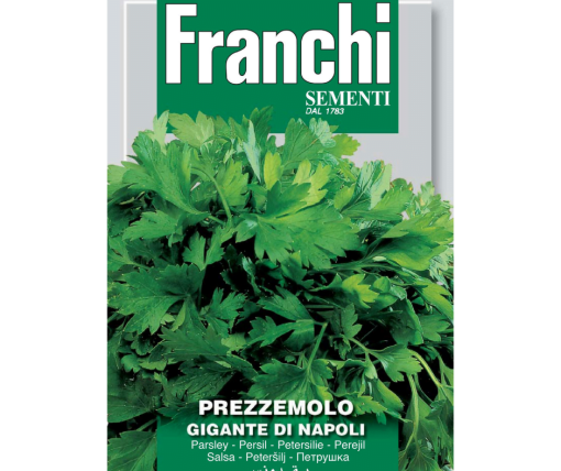 Parsley gigante napoletano