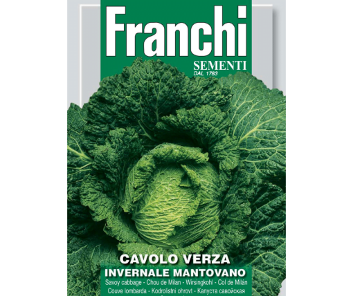 Savoy Cabbage invernale Mantovano