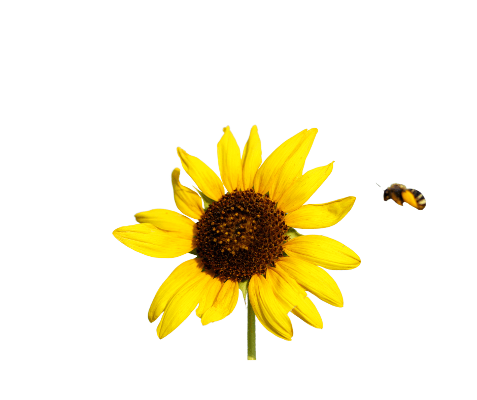 Noblewood Garden Store