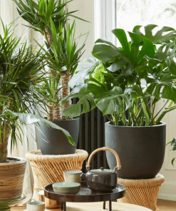 Indoor Plants & Cacti