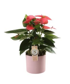 Anthurium and. "Pink Champion"