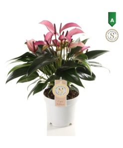 Anthurium and. "Zizou"
