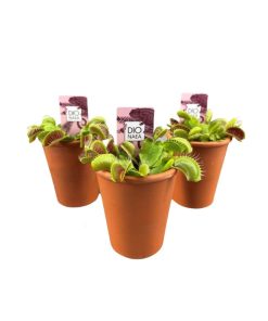 Dionaea muscipula "Venus Flytrap"