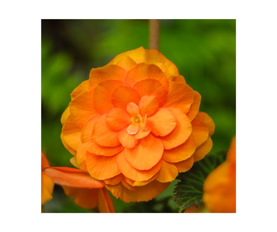 Noblewood Garden Store