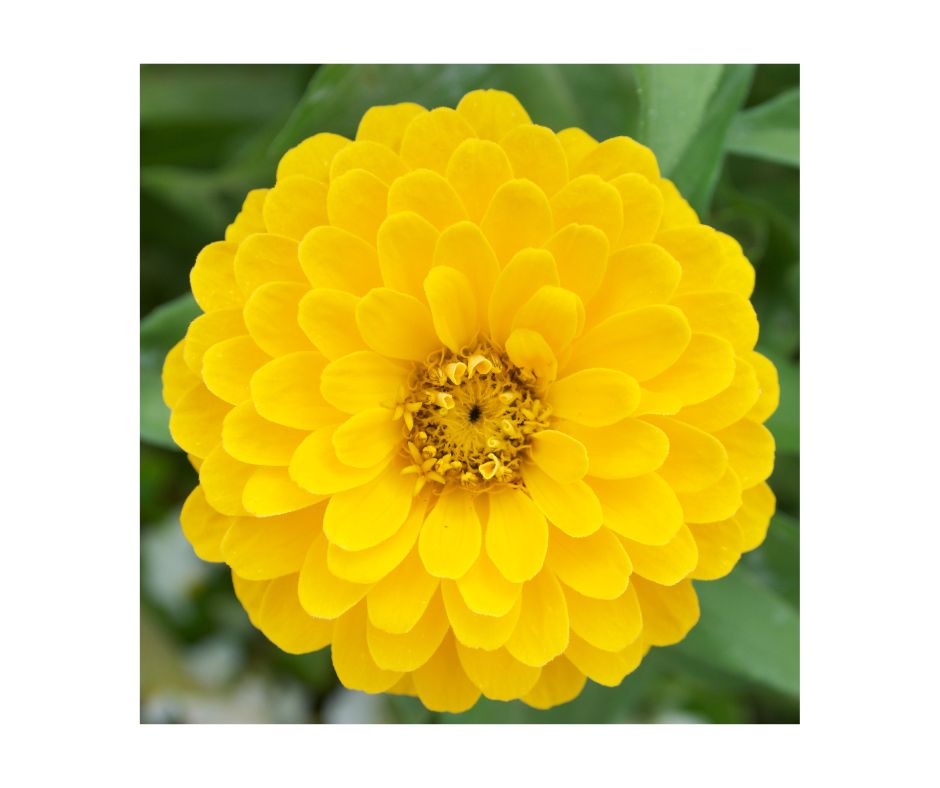 Noblewood Garden Store