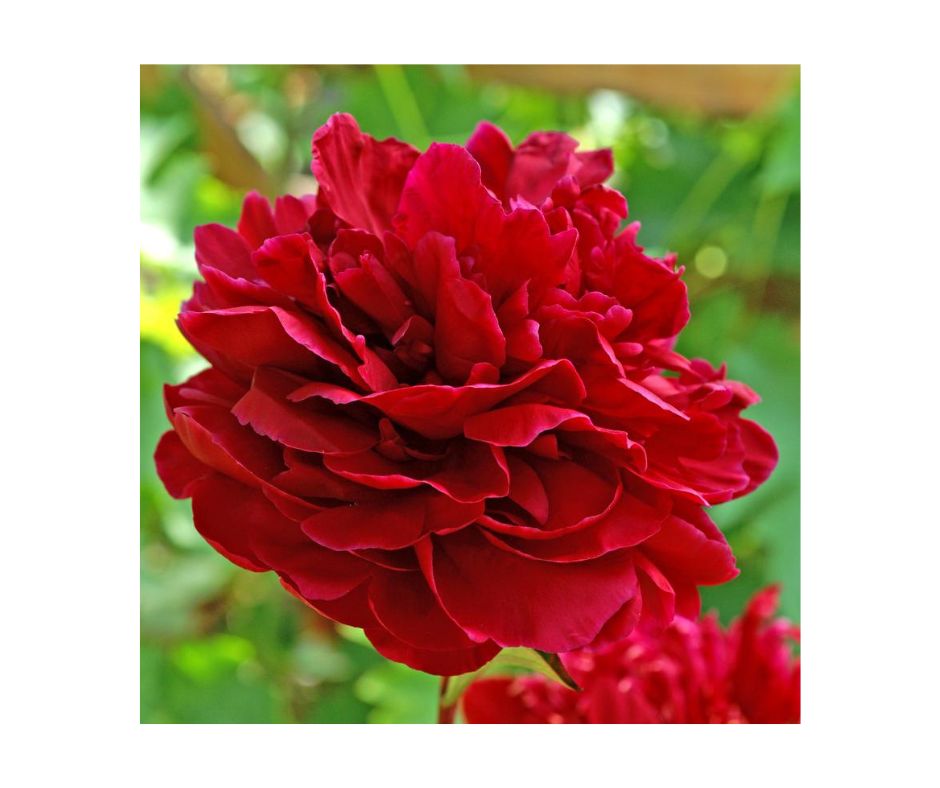 Noblewood Garden Store