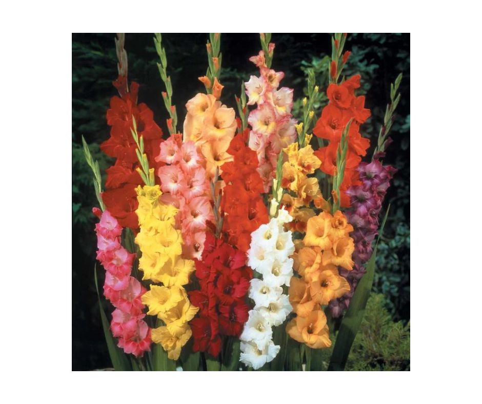 Noblewood Garden Store