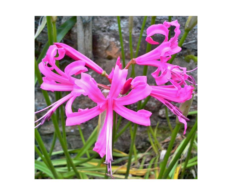 Noblewood Garden Store