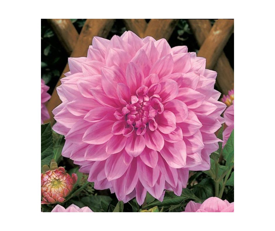 Noblewood Garden Store