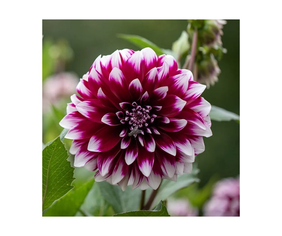 Noblewood Garden Store