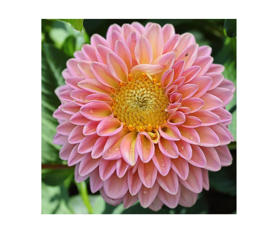 Noblewood Garden Store