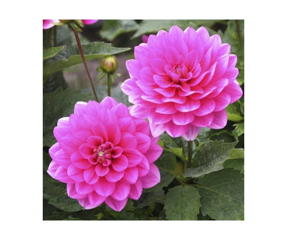 Noblewood Garden Store