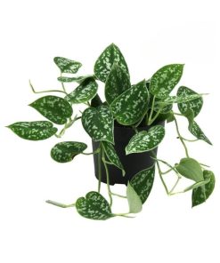 Scindapsus pictus 'Argyraeus'
