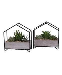 Succulent mix