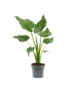 Alocasia cucullata