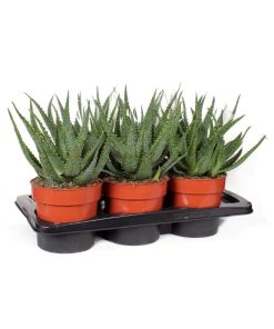 Aloe arborescens