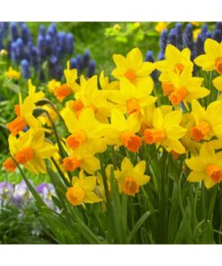 Dwarf Daffodil 'Jetfire'
