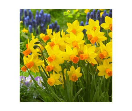 Dwarf Daffodil 'Jetfire'