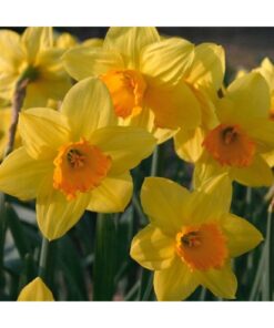Daffodil 'Fortune'