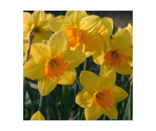 Daffodil 'Fortune'