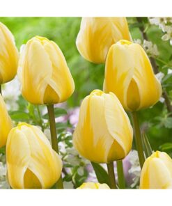 Tulip Cream Cocktail