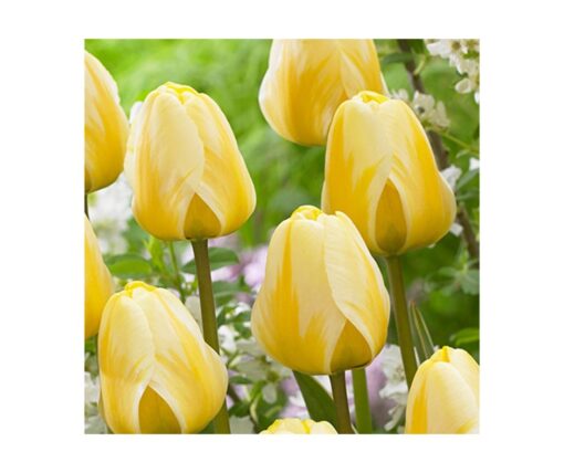 Tulip Cream Cocktail