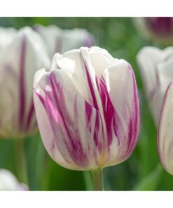 Tulip 'Flaming Flag'