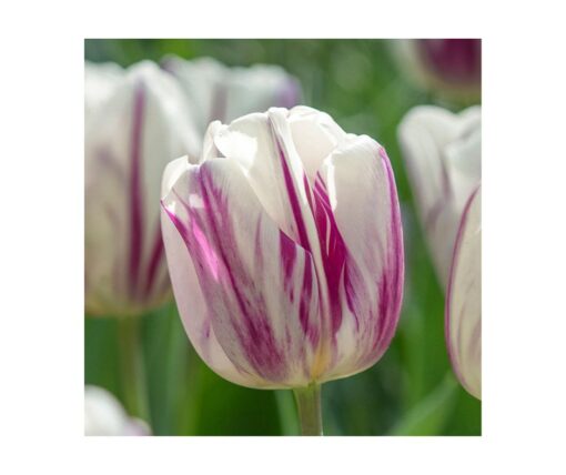 Tulip 'Flaming Flag'