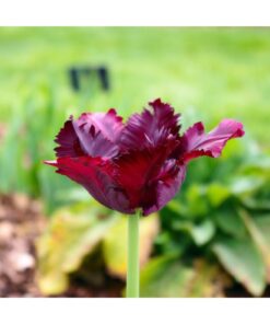 Tulip 'Black Parrot'