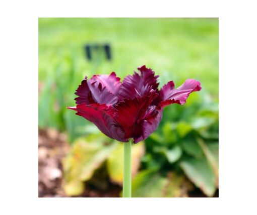 Tulip 'Black Parrot'