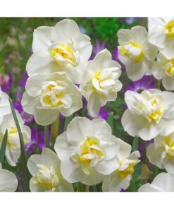 Daffodil 'Cheerfullness'