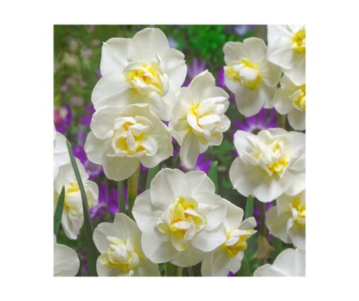 Daffodil 'Cheerfullness'