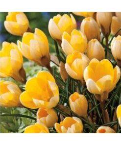 Crocus 'Romance'