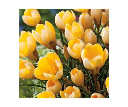 Crocus 'Romance'