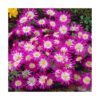 Anemone 'Pink Star'