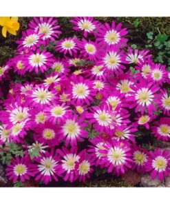 Anemone 'Pink Star'