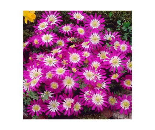 Anemone 'Pink Star'