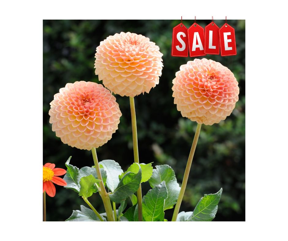 Noblewood Garden Store