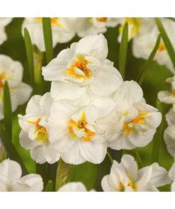 Daffodil "Sir Winston Churchill"